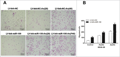 Figure 3. Inactivation of miR-100 combined with arsenic treatment promotes migration of BEAS-2B cells. Left panel: Transwell assays were performed to evaluate the migratory capabilities of the cells untransfected, transfected with either a miR-100–3p inhibitor (Inh-miR-100) or a miR-100–3p inhibitor control (Inh-NC) with or without chronic arsenic treatment. Similar trend was observed in the AS-treated cells when the expression of miR-100 was inhibited, especially in as BEAS-2B (Inh-miR-100)-AS (20) or AS (40) cells. Right panel: Quantitative analysis of the migration rates. **p < 0.01.