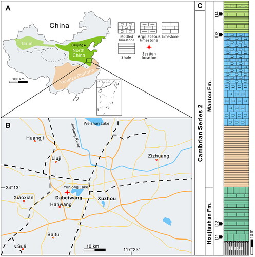Fig. 1. Section locality and stratigraphic column of the early Cambrian Houjiashan and Mantou formations at the Dabeiwang section, Xuzhou, northern Jiangsu Province (modified from Zhang et al. Citation2018). A, Map showing the location of the Xuzhou area (box) on the southeastern margin of the North China Platform; B, Geographic map showing the location of the Dabeiwang section in Jiangsu Province, North China; C, Stratigraphic column of the lower Cambrian at the Dabeiwang section, D1–D4 represent the stratigraphic levels hosting Sphenothallus sp.