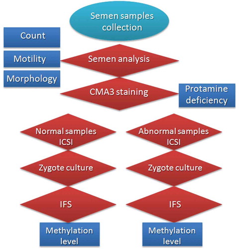 Figure 1. The experimental methods and the sources of analyzed data. ICSI: intracytoplasmic sperm injection; CMA3: chromomycin A3; IFS: immunofluorescent staining.