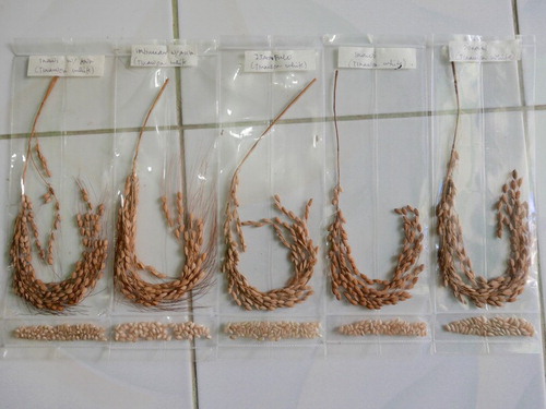 Figure 5. Several tinawon rice varieties classified by the Cordillera Heirloom Rice Project (CHRP) as Tinawon White (l to r): Inawi w/ awn [hairy]; Imbu'ucan w/ awn [hairy]; Isamfulo; Inawi [hairless]; Dona'al. Photo credit: Dominic Glover.