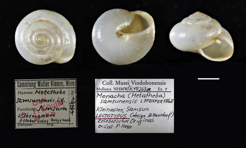 Figure 27. Shell of the Monacha samsunensis lectotype designated by Hausdorf (Citation2000a), kept in the Naturhistorischen Museum Wien (© NHMW, the inventory number: NHMW-MO-79000/K/19263) (photo by Sara Schnedl obtained by courtesy of Anita Eschner, NHMW). Scale bar 5 mm.