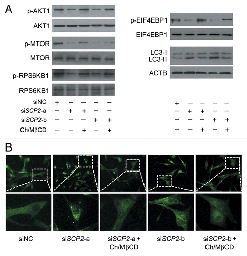 Figure 11. Reduced SCP2 expression inhibits the AKT1-MTOR pathway and induces autophagy. (A) U87 cells were transfected with siNC, siSCP2-a, or siSCP2-b. Thirty-six hours after transfection, the cells were incubated with fresh medium or medium containing the MβCD-cholesterol complex (containing 1 mg/ml MβCD and 20 μg/ml cholesterol) for another 36 h. Phosphorylation of AKT1 (Ser473), MTOR (Ser2448), RPS6KB1 (Ser424 and Thr421), and EIF4EBP1 (Ser65 and Thr70) and conversion of LC3-I to LC3-II were examined by immunoblot. Total AKT1, MTOR, RPS6KB, or EIF4EBP1 was used as internal control for p-AKT1, p-MTOR, p-RPS6KB or p-EIF4EBP1, respectively. ACTB was used as the internal control for LC3. The data are representative of 3 independent experiments. (B) U87 cells were transfected with siNC, siSCP2-a, or siSCP2-b. Thirty-six hours after transfection, the cells were incubated with fresh medium or medium containing the MβCD-cholesterol complex (containing 1 mg/ml MβCD and 20 μg/ml cholesterol) for another 36 h. Formation of endogenous LC3 puncta was examined via immunofluorescence staining using a fluorescence microscope. The data are representative of 3 independent experiments. Ch/MβCD, MβCD-cholesterol complex.