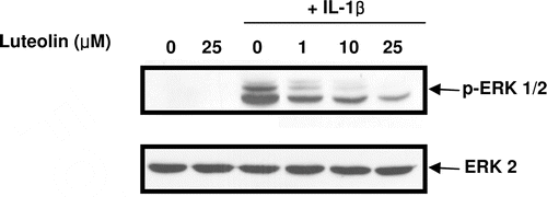 Figure 5.  Effect of luteolin on IL-1β-induced ERK phosphorylation in primary cultures of mouse osteoblasts. Cells were pre-treated with luteolin at concentrations of 1, 10, 25 μM for 1 h before IL-1β exposure. After further 30-min incubation, ERK phosphorylation was measured using phosphor-specific ERK antibody.