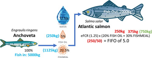 Figure 5. The original FIFO argument for the reduction of 5000 kg of forage fish (Anchoveta) producing 250 kg of oil and 1125 kg of fishmeal. This then sustains the fish oil demands of producing 1000 kg Atlantic salmon at an eFCR of 1.25 with a feed fishoil inclusion of 20% and fishmeal inclusion of 30%. Note that 750 kg of fishmeal remains unaccounted for. The FIFO of 5.0 being based on the use of 250 kg of fish oil to produce one tonne of Atlantic salmon, when one tonne of Anchoveta produces 50 kg of fish oil.