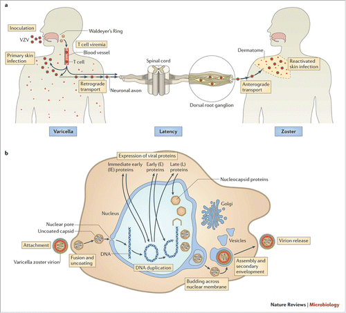 Figure 3. The natural history of VZV infection. (Zerboni et al, 2014).
