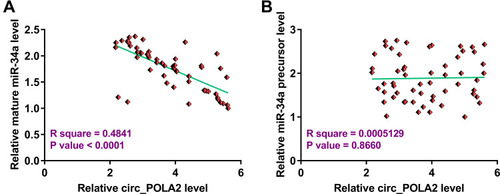 Figure 2 Circ_POLA2 was only inversely correlated with mature miR-34a. To analyze the relationship between circ_POLA2 and mature miR-34a (A) or miR-34a precursor (B), Pearson’s correlation coefficient was used to analyze the correlations among them.