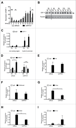 Figure 3. ARTD1 is recruited to the cyclin E promoter and keeps the chromatin in an open conformation. A-B) qPCR analysis (n = 4, t-test) (A) and Western blot analysis (B) of E2F-1 in synchronized siMock and siARTD1-treated T24 cells. C) ChIP analysis of E2F-1 antibody binding to the cyclin E promoter in T24 cells during cell cycle progression. D-I) ChIP analysis of the cyclin E promoter in siMock and siARDT1-treated T24 cells. ARTD1 binding (D), and H3 occupancy (E), H3K4me3 (F), H4 acetylation (G), H2AZ occupancy (I), and H1.2 occupancy (J) during the G1 phase (10 h time point) were analyzed.