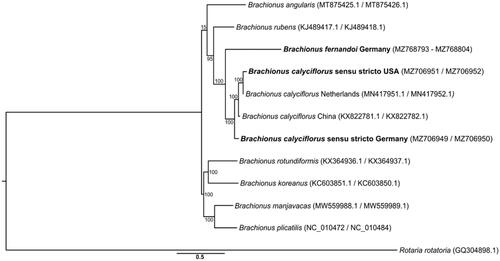 Figure 1. Maximum-likelihood tree based on full protein coding sequences of Brachionus rotifers. Adding our new genomes (bold) highlights the monophyly of both the B. calyciflorus species complex (albeit so far only represented by two of the four species) and the B. calyciflorus sensu stricto. The numbers on branches represent percentage bootstrap support.