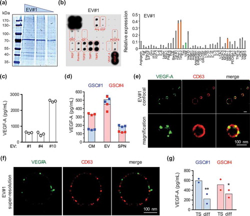 Figure 3. VEGF-A is among the pro-angiogenic cargo of GSC-released EVs. (a) Decreasing amounts (50, 30, 10 µg) of purified EVs were separated by SDS-PAGE and further stained with Coomassie blue. (b) Protein content of purified EV#1 (50 µg) was analysed with a human angiogenesis array. Relative expression of the identified proteins is plotted on the graph. Orange bars indicate expression of matrix metalloproteases (MMP) and tissue inhibitor of metalloproteases (TIMPs), while the green bar is for VEGF-A (n = 2). (c) VEGF-A concentration was analysed by ELISA in purified EVs isolated from GSC#1, #4 and #10 (n = 3). (d) VEGF-A protein level was assessed by ELISA in conditioned media (CM), purified EV fractions or 100,000×g soluble supernatant fractions (SPN) from GSC#1 and #4 (n = 3). (e,f) Representative pictures of GSC#1-EVs stained for VEGF-A (green) and CD63 (red), and acquired with confocal and super-resolution SIM microscopy. Scale bar, 100 nm. (g) VEGF-A concentration was analysed by ELISA in purified-EVs isolated from GSC#1 and #4 cultured as either 3D spheres in defined medium or adherent differentiated cells (n = 2). *, p < 0.05; **, p < 0.01.