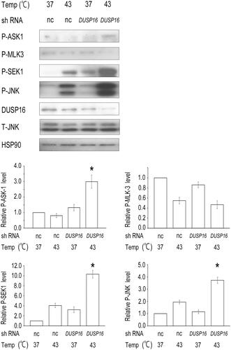 Figure 3. DUSP16 depletion enhances the heat-induced activation of JNK signaling. HeLa cells were transfected with the negative control (nc) or DUSP16-specific shRNA expression vector. After selection with puromycin for 96 h, the cells were treated with hyperthermia at 43 °C for 1 h or left untreated as controls and harvested. The cell lysates were subjected to western blotting with the indicated antibodies. HSP90 was used as a loading control. Relative levels of P-ASK1, P-MLK3, P-SEK1, or P-JNK were determined from the western blot results using ImageJ. The data are representative of three independent experiments. Data are presented as means ± standard deviations of three independent experiments. Statistical significance was determined using the Student’s t-test (*p < 0.05), versus the negative control shRNA + HT group. T-JNK, total JNK.