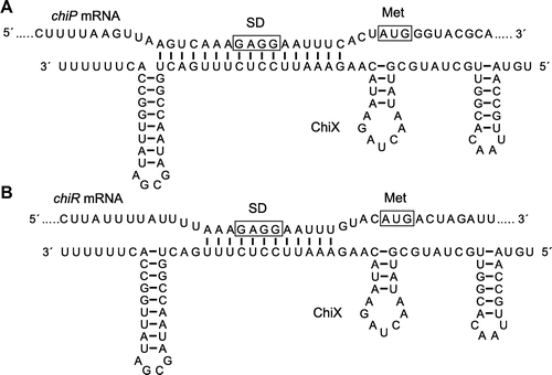 Fig. 2. Predicted Secondary Structure of ChiX and Complementary Sequence of ChiX with 5′ UTR of chiP (A) and chiR (B) in S. marcescens 2170.