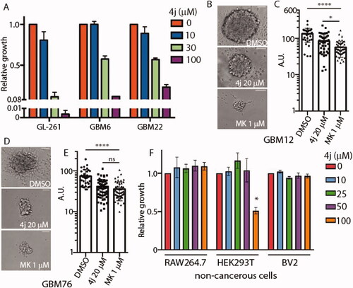 Figure 4. Compound 4j induces anti-glioma activity in 2D and 3D glioblastoma cell cultures. (A) Glioblastoma cells were treated with the indicated concentrations of 4j for 72 h, and fold viability was measured using MTS assay. (B) GBM12 cancer stem cells were treated with either DMSO or 20 μM 4j or 1 μM MK-2206 for 21 days and neurospheres were allowed to form. A representative image of the neurospheres is shown. Scale bar= 125 μm. (C) The diameter of the neurospheres were quantified using ImageJ. The significance of the differences was measured using one-way ANOVA with Tukey’s multiple comparisons. ****p < .0001; *p < .05 (D) As in (B) but GBM76 cancer stem cells were utilised. (E) The diameter of the neurospheres were quantified using ImageJ. The significance of the differences was measured using one-way ANOVA with Tukey’s multiple comparisons. ****p < .0001; ns: not-significant. Scale bar= 125 μm. (F) Non-cancerous RAW264.7, HEK293T, and BV2 cells were treated with the indicated concentrations of 4j for 72 h, and fold viability was measured using MTS assay. The significance of the differences was measured using two-way ANOVA with Tukey’s multiple comparisons. * = significant.