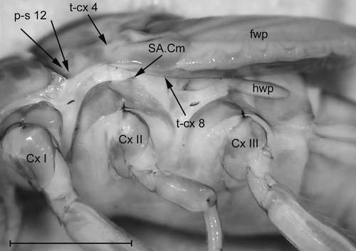 Figure 6. Mesopleuron and metapleuron of a late larva of Baetis sp., the arrows show the attachments of the basalar and subalar muscles. SA.Cm – subalar-coxal muscle of Ephemeroptera (terminology sensu Kluge Citation2004); fwp – forewing pad; hwp – hind wing pad. Scale: 1 mm (modified after Willkommen Citation2008).