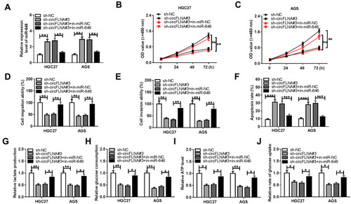Figure 5 Effects of miR-646 inhibitor and circFLNA silencing on GC progression. HGC27 and AGS cells were transfected with sh-NC, sh-circFLNA#3, sh-circFLNA#3 + in-miR-NC or sh-circFLNA#3 + in-miR-646. (A) QRT-PCR was used to detect the expression of miR-646. CCK8 assay (B-C), transwell assay (D-E) and flow cytometry (F) were used to determine the proliferation, migration, invasion and apoptosis, respectively. The lactate production (G), glucose consumption (H) and ATP level (I) of cells were measured by Lactate Assay Kit, Glucose Assay Kit and ATP Assay Kit, respectively. (J) Glucose Uptake Assay Kit was employed to evaluate the glucose uptake of cells. *P < 0.05, **P < 0.01, ***P < 0.001.