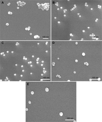 Figure 4 SEM images of AuNPs.Notes: Scanning electron micrographs of AuNPs without glucosamine (A) and AuNPs functionalized with different concentrations of glucosamine, ie, (B) (F1) 0.021% w/v, (C) (F2) 0.043% w/v, (D) (F3) 0.086% w/v, and (E) (F4) 0.12% w/v of GlcN concentration.Abbreviations: AuNPs, gold nanoparticles; F, formulation; GlcN, glucosamine.