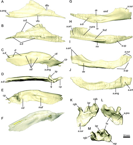 FIGURE 19. Mandibular elements of Erlikosaurus andrewsi (IGM 100/111). Left splenial in A, medial and B, lateral views. Left surangular in C, D, lateral, E, dorsal, and F, medial views. Left angular in G, lateral and H, medial views. Left prearticular in I, medial and J, lateral views. Left articular in K, lateral, L, medial, and M, dorsal views. Bone in F rendered transparent to visualize internal neurovascular structures (in yellow). Abbreviations: a.ang, angular articulation; a.art, articular articulation; a.d, dentary articulation; a.pra, prearticular articulation; a.sp, splenial articulation; a.sur, surangular articulation; cgb, caudal glenoid buttress; clf, caudolateral foramen; cp, caudal process; de, elongated depression; dfo, dorsal foramen; dr, dorsal ridge; emf, external mandibular fenestra; fmf, floor of mandibular fossa; fo, foramen for the chorda tympani; g, groove; igr, interglenoid ridge; maf, mandibular adductor fossa; mf, medial foramen; mr, medial ridge; nif, noninvasive foramina; rap, retroarticular process; rf, rostral foramina; rgb, rostral glenoid buttress tp, transverse process; vfo, ventral foramen; vr, ventral ridge.