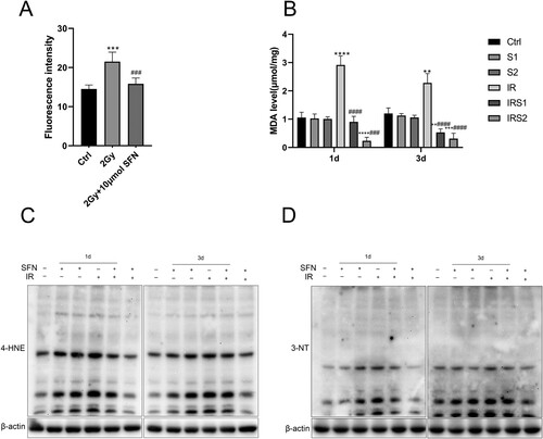 Figure 4. SFN inhibits ionizing radiation-induced testicular oxidative stress. (A) DCFH-DA fluorescence probe was used to detect ROS in GC-1 cells. (B) MDA level in the testis. (C), (D) Western blotting was used to detect the expression of oxidative stress indicator, 3-NT and 4-HNE. n = 3 in each group. * p < 0.05, ** p < 0.01, *** p < 0.001vs Ctrl; # p < 0.05, ## p < 0.01, ### p < 0.001vs IR