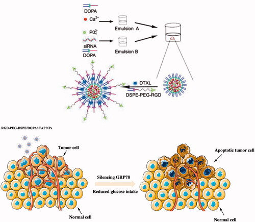 Figure 6. Schematic diagram of the construction of RGD-PEG-DSPE/DOPA/CAP nanoparticles, and mechanism of action of the RGD-PEG-DSPE/DOPA/CAP nanoparticle tumor treatment. This figure has been adapted/reproduced from ref 155 with permission from Dove Medical Press, Copyright 2019.