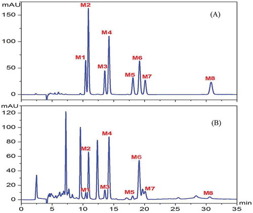 Figure 2. HPLC chromatograms of macamide reference substances (A) and macamide profile in maca extract (B). M1–M8 correspond to compound numbers in Table 1.