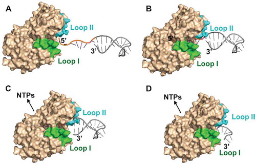 Figure 8. The proposed exoribonucleolysis-coupled and steric occlusion-based duplex unwinding mechanism of archaeal RNase J. (A) To initiate duplex RNA degradation, mpy-RNase J requires a ≥ 7 nt 5′ single-stranded overhang, which is long enough to reach the catalytic site at the RNA channel end for initiating exoribonucleolysis. (B) Following each 5′ end cleavage, the 5′p (n-1) RNA is translocated by advancing 1 nt in each exoribonucleolytic cycle using the hydrolysis released energy. (C) Along with the forward RNA translocation, a steric barrier at the RNA channel entrance, which is constituted by the archaeal loops I and II and helices α5 and α9, only allows the passage of single-stranded RNAs but sterically restricts and unwinds double-stranded RNAs. (D) The synergistic action of the forward RNA translocation within the channel and the steric occlusion at the channel entrance unwinds the duplex regions, thereby enabling mpy-RNase J to degrade the structured RNAs.