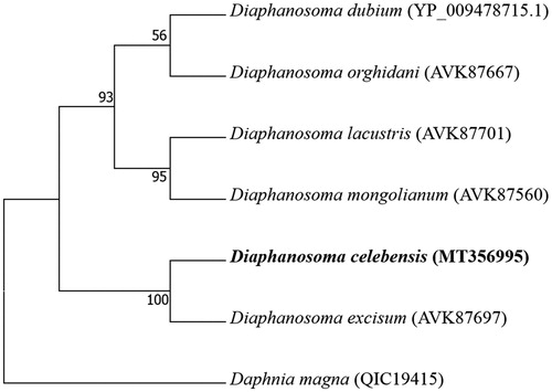 Figure 1. Phylogenetic analysis. We conducted a comparison of the mitochondrial cytochrome oxidase 1 (CO1) gene of six species in the genus Diaphanosoma. The mitochondrial CO1 gene was aligned by ClustalW. Maximum-likelihood analysis was performed by Mega software (ver. 10.0.1) with LG + G + I model. The rapid bootstrap analysis was conducted with 1000 replications with 48 threads running in parallel. The cladoceran Daphnia magna served as an outgroup. Ln = −2021.49.