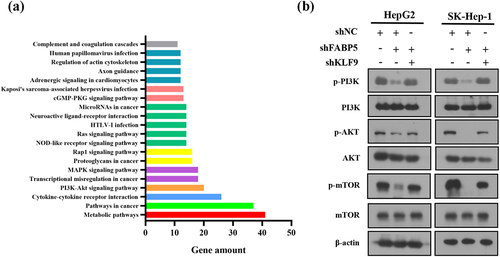 Figure 6. PI3K/AKT signaling pathway was involved in FABP5-induced KLF9 downregulation. a, KEGG pathway enrichment analysis of top 20 differentially expressed signaling pathways in FABP5 knockdown group compared with control group in SK-Hep-1 cells. b, PI3K/AKT signaling pathway was analyzed by western blotting in the indicated groups.
