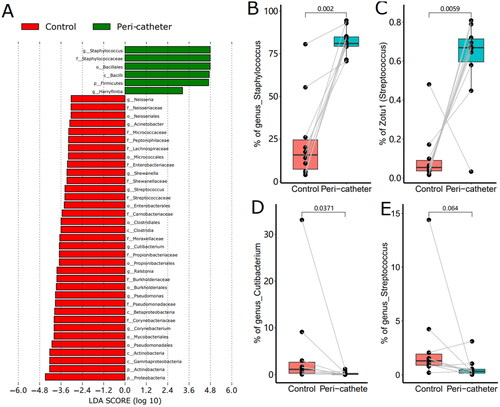 Figure 4. The LEfSe Analysis of the skin microbiota. Biomarkers with LDA score absolute values greater than 3 were plotted as bars (a). The abundance of Staphylococcus (B), Zotu1 (C), Cutibacterium (D), and Streptococcus (E) were compared between the peri-catheter and the contralateral control sites. Paired Wilcoxon tests were conducted, and the p values are labeled in each plot (B ∼ E).