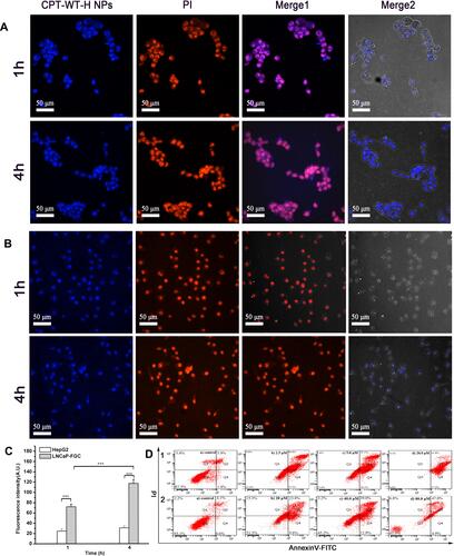 Figure 3 Cellular uptake of CPT-WT-H NPs in vitro. (A) CLSM images of LNCaP-FGC (PSMA+) cells incubated with CPT-WT-H NPs (10 μM) for 1 and 4 h. (B) CLSM images of HepG2 (PSMA−) cells incubated with CPT-WT-H NPs (10 μM) for 1 and 4 h. Nuclei were stained by PI (red), the blue color was indicative of CPT. (C) Mean fluorescence intensity of CPT-WT-H NPs internalized by LNCaP-FGC and HepG2 cells after incubation for 1, and 4 h. ***p < 0.001. (D) Flow cytometry analysis for apoptosis of LNCaP-FGC (PSMA+) (1) and HepG2 (PSMA−) (2) cells induced by CPT-WT-H NPs for 72 h. Q1, necrotic cells; Q2, late apoptotic cells; Q3, living cells; Q4, early apoptotic cells. Inserted numbers in the profiles indicate the percentage of the cells present in this area.