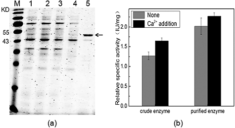 Figure 5. Purification of the recombinant SUMO–HepI. SDS-PAGE analysis (a) of the proteins; effect of 10 mM CaCl2 (b) on the specific activity of the crude enzyme and the purified enzyme.