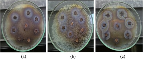 Figure 2. Effect of methanol, acetone, and ethyl acetate extracts on the growth inhibition of Y. ruckeri.