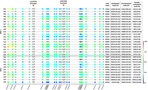 Figure 1. Bisulfite sequencing of H19DMR in penile squamous cell carcinoma. Each row represents a sample (S) and its HPV status (positive samples were considered as p16INK4a+ or hrHPV+). The number of reads is specified for each sample. The SNPs position are specified by the red arrow.