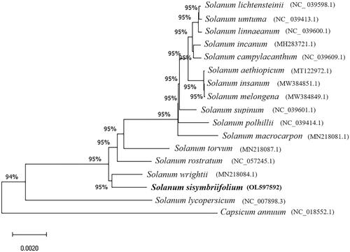 Figure 1. Phylogenetic tree of 17 complete chloroplast genomes.