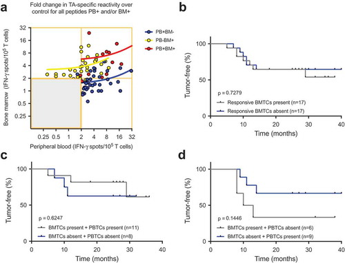 Figure 4. (A) Cumulative BMTC data in relation to PBTC responsiveness in the patients with TA-specific responses in the PB but not in the BM (PB+BM-; blue line; Pearson’s correlation coefficient r = 0.333, R2 = 0.111, p = .033, n = 41) compared with patients with TA-specific responses in the BM but not the PB (PB-BM+; yellow line; Pearson’s correlation coefficient r = 0.266, R2 = 0.071, p = .122, n = 35) or patients with TA-specific responses in the PB and BM (PB+BM+; red line; Pearson’s correlation coefficient r = 0.433, R2 = 0.187, p = .140, n = 13). The frequencies of TA-specific TCs are shown as the fold increases in the mean TA-specific IFN-γ spot counts (calculated relative to the mean IgG control spot counts). TA-specific responsiveness was tested against 14 TAs in patients with NSCLC. RFS was not different between the patients with NSCLC with or without preoperative TA-responsive BMTCs. (B). Survival curves are plotted for all four scenarios of present/absent TA-specific BMTCs and PBTCs. (C) – (D). Patients were classified as TA responders when the triplicate IFN-γ spot counts for a specific peptide were significantly different from the counts for the IgG control peptide (p-value<0.05 by a t-test). Kaplan-Meier survival curves were compared using the log-rank test (B) – (D). TA-specific responsiveness to 14 TAs was assessed in patients with NSCLC. BMTC, bone marrow-derived T cell; NSCLC, non-small-cell lung cancer; PBTC, peripheral blood-derived T cell; RFS, recurrence-free survival; TA, tumor-associated antigen.