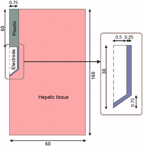 Figure 1. Geometry of the two-dimensional model used in the theoretical study (out of scale, dimensions in mm). The domain is divided into three zones: plastic portion of the electrode, metallic electrode and hepatic tissue.