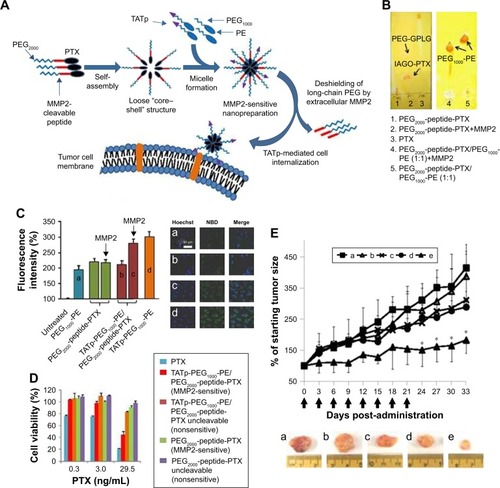 Figure 5 (A) Drug delivery strategy. (B) Enzymatic cleavage. To determine the digestion of PEG2000-peptide-PTX (left) and its nanopreparation (right), the samples were treated with 5 ng/μL MMP2 followed by TLC and Dragendorff’s reagent staining. (C) Cellular uptake in A549 cell monolayer. Cells were treated with NBD-PE-labeled formulations (green) for 2 hours before measurement. (a) PEG1000-PE, (b) TATp-PEG1000-PE, (c and d) TATp-PEG1000-PE/PEG2000-peptide-PTX. For FACS (left), cells were trypsinized and collected. For confocal microscopy (right), cells were fixed and stained with Hoechst 33342. (D) Cytotoxicity of the nanopreparations in A549 cell monolayer. Cells were treated with moderate-to-low doses of PTX formulations for 72 hours before CellTiter-Blue Cell Viability Assay. (E) Tumor growth inhibition (% of the starting tumor volume). (a) HBSS, (b) TATp-PEG1000-PE/PEG2000-peptide-PTX uncleavable, (c) PEG2000-PE/PTX, (d) Free PTX, (e) TATp-PEG1000-PE/PEG2000-peptide-PTX. *P<0.05 compared with other groups.Notes: Reprinted from Zhu L, Wang T, Perche F, Taigind A, Torchilin VP. Enhanced anticancer activity of nanopreparation containing an MMP2-sensitive PEG-drug conjugate and cell-penetrating moiety. Proc Natl Acad Sci USA. 2013;110(42):17047–17052.Citation57 With permission from the National Academy of Sciences. Copyright 2013 National Academy of Sciences.Abbreviations: PEG, poly(ethylene glycol); PTX, paclitaxel; MMP2, matrix metalloproteinase 2; TLC, thin-layer chromatography; NBD, Nitro-2-1,3-BenzoxaDiazol-4-yl; PE, phosphoethanolamine; FACS, fluorescence-activated cell sorting; TATp, transactivating transcriptional activator peptide; GPLG, Gly-Pro-Leu-Gly; IAGQ, Ile-Ala-Gly-Gln.