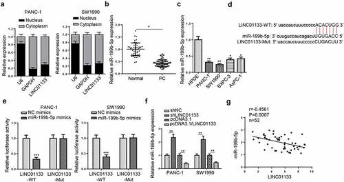 Figure 4. LINC01133 functions as a ceRNA for miR-199b-5p.