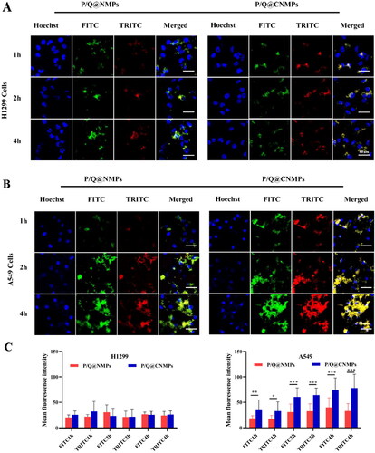 Figure 3. The targeting efficacy of (A) P/Q@NMPs and (B) P/Q@CNMPs in H1299 and A549 cells after co-cultured 1, 2, and 4 h, respectively. The nuclei are stained blue. (C&D) Quantitative histogram of fluorescence intensity. The scale bar is 20 μm. *P < 0.05, **P < 0.01, ***P < 0.0001.