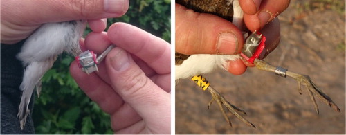 Figure 1. Common Sandpipers carrying geolocators mounted parallel (left panel) and perpendicularly (right panel) to the leg. The bird in the left panel was tagged with a Lotek MK5040 geolocator in the UK; the bird in the right panel was tagged with a Migrate Technology Intigeo geolocator in Senegal.