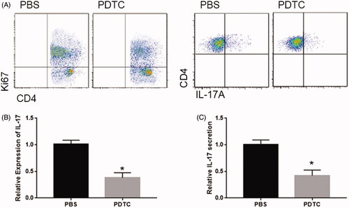 Figure 4. NF-κB pathway involved the DCs-induced proliferation and function of CD4+ T Cells. (A) PDTC repressed DCs-induced proliferation and differentiation of CD4+ T cells. PDTC repressed the expression, (B) secretion and (C) of IL-17 in T cell co-cultured with DCs. *p < .05 vs PBS group.