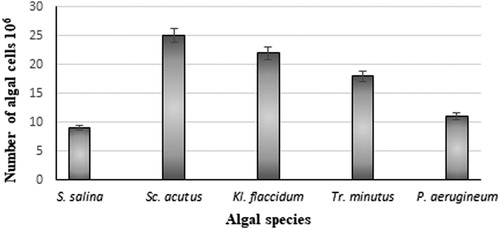 Figure 3. Growth of different algal species in the anaerobic decolorized digestate from the biomethane generating process with ultrasound pre-treated maize stalks as a medium.
