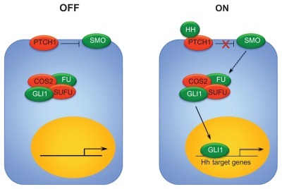 Figure 1 Hh signaling pathway. In the absence of Hh ligand, Ptch exerts an inhibitory effect on Smo, and no downstream signaling occurs. In the presence of Hh ligand binding to Ptch, the suppression of Smo is released. Smo interacts with Suppressor of fused (SUFU), which promotes the activation and nuclear translocation of Gli1. Gli1 translocation results in the transcription of Hh target genes.