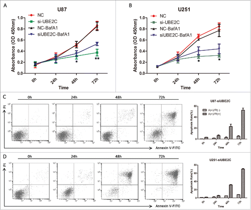 Figure 7. si-UBE2C inhibits cell viability, which can be abrogated by BafA1, but does not induce obvious apoptosis. U87-MG and U251 cells were first transiently transfected with si-NC or with si-UBE2C for 48 h (A-B) and were consequently treated with BafA1 at 10 nM for 1.5 h. Then, relative cell viabilities were measured using a CCK-8 assay at 24, 48 and 72 h. All CCK-8 assay results were obtained from three independent experiments, *p < 0.05. (C-D) In each panel, the lower left quadrant shows viable cells (Annexin V-FITC and PI negative), the lower right quadrant shows cells in early apoptosis (Annexin V-FITC positive and PI negative), the right upper panel shows cells that are at the end of apoptosis or are necrotic (Annexin V-FITC and PI positive), and the left upper panel shows damaged cells (Annexin V-FITC negative and PI positive). The percentages of cells in early and late apoptosis are shown in the histogram; *p < 0.05, **p < 0.01.
