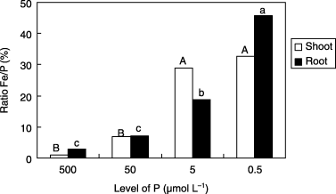 Figure 6  Ratio of iron (Fe) and phosphorus (P) concentrations in shoots and roots of barley plants grown in iron-deficient nutrient solutions with different P levels at 14 days after tratment. Different letters at the top of each bar indicate significant differences (P < 0.05) according to the Ryan–Einot–Gabriel–Welsch Mutiple Range Test.