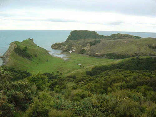 Figure 2  Cook's Cove 2005 viewed from the west showing sampling site on eroding south bank (arrow). Wooded area level with the horizon is Pourewa Island. Ridge, left, separates the cove from Tolaga Bay. The stream that cut the valley previously flowed into the cove and now discharges into Tolaga Bay through a natural tunnel in the ridge (out of view). Another stream, originating from a valley on the right, is visible flowing into the cove. Water body, centre, is a stock pond on higher ground.
