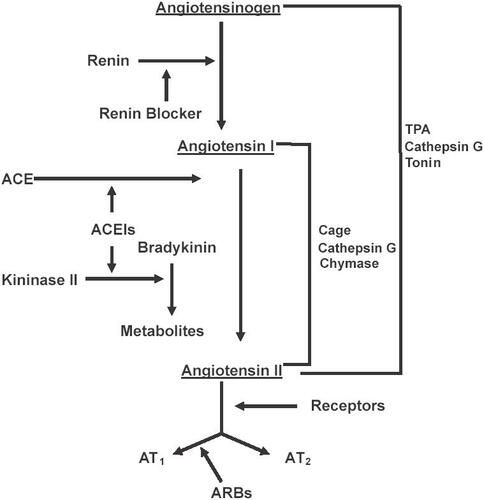 Figure 1 Classical and alternative pathways of angiotensin II production.