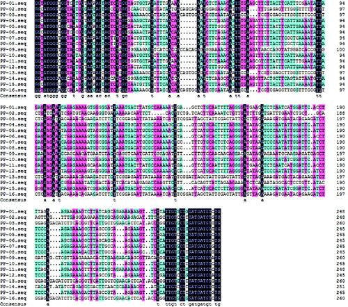 Figure 3. Alignment of NBS-type gene sequences in mango.