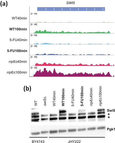Figure 5. SWI5 RNA and protein analysis. (a) A histogram is shown for SWI5 like in Figure 3C. (b) A Western blot assay is shown for Swi5 in strain backgrounds indicated at the bottom. Pgk1 was used as a loading control. Non-specific bands are indicated with an asterisk to the right. Lanes 1 and 2 contain samples from wild type (WT) and swi5 deletion (swi5∆) strains. Lanes 3–8 contain wild type cells (WT40min, WT100min), treated cells (5-FU40min, 50-FU100min) and mutant cells (rrp6∆40min, rrp6∆100min) 40 and 100 minutes after release into fresh medium.