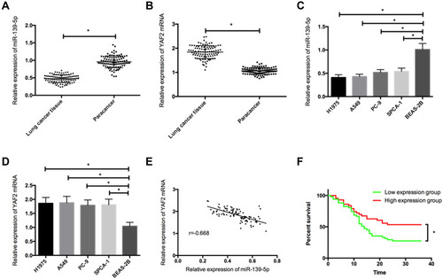 Figure 1 The expression of miR-139-5p and YAF2mRNA in NSCLC. (A), The expression of miR-139-5p in NSCLC tissues. (B), The expression of YAF2 mRNA in NSCLC tissues. (C), The expression of miR-139-5p in NSCLC cells. (D), The expression of YAF2mRNA in NSCLC cells. (E), Correlation analysis between miR-139-5p and YAF2 in NSCLC. (F), Effects of miR-139-5p on the prognosis of NSCLC patients. *Indicates P<0.05.