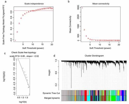 Figure 2. WGCNA for the gene expression profiles of 117 GBM tissues. (a-b) Scale independence and mean connectivity of various soft-threshold values (β). Red numbers indicate the different soft threshold values (1–20), while the red lines indicate the selected cutoff values, as the scale independence > 0.85. (c) Gene sets with the corresponding log10 and log10 P-values when the scale-free topology is set as β = 10. (d) Clustering dendrograms of all genes with dissimilarities based on topological overlap, together with their assigned module colors