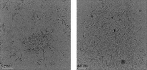 Figure 12. TEM morphology of WHF-CNC under the optimal hydrolysis condition.